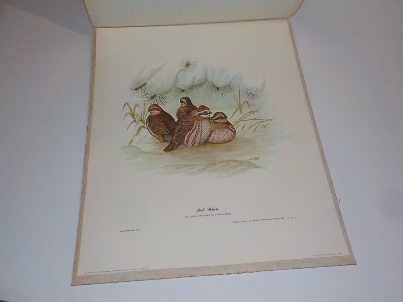 PRINT LITHO Edward Dudley Williams “Bob White Snow’’ Birds Wildlife E Dudley –