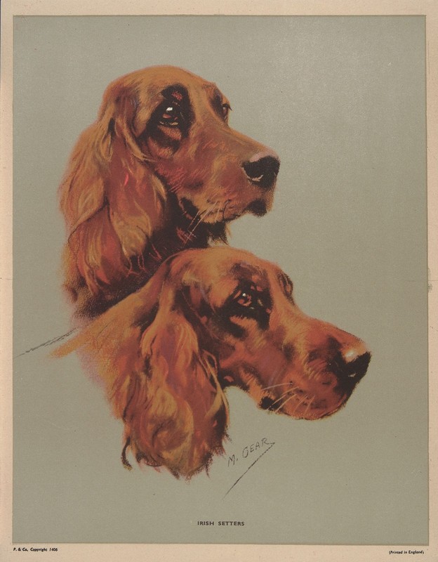 MABEL GEAR Vtg Rare c1935 Sm Version Halftone Print IRISH SETTERS, P. & Co.