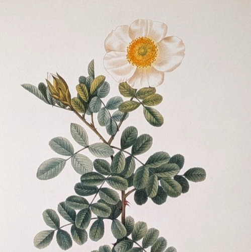 P J Redouté MACARTNEY ROSE Botanical Flower Art Book Plate Illustration 34
