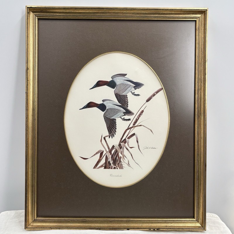 John A Ruthven Canvasbacks Framed Wildlife Print Ducks Waterfowl Sporting Art