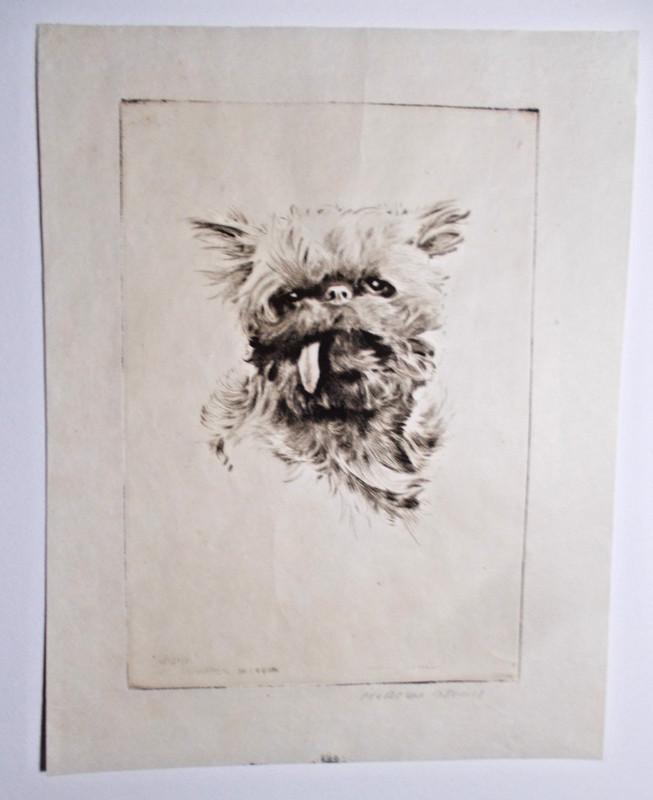 Great C.1930 Morgan Dennis Original Pencil Signed Etching Belgian Griffon