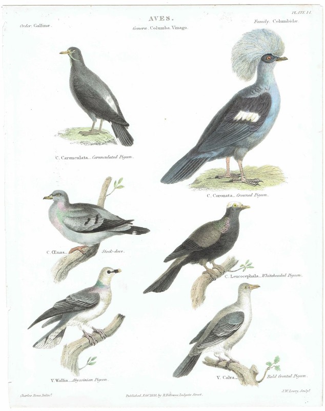 1838 Aves Antique Pigeon Carunculated, Crowned, Stock-dove 10.5 x 8.25 in