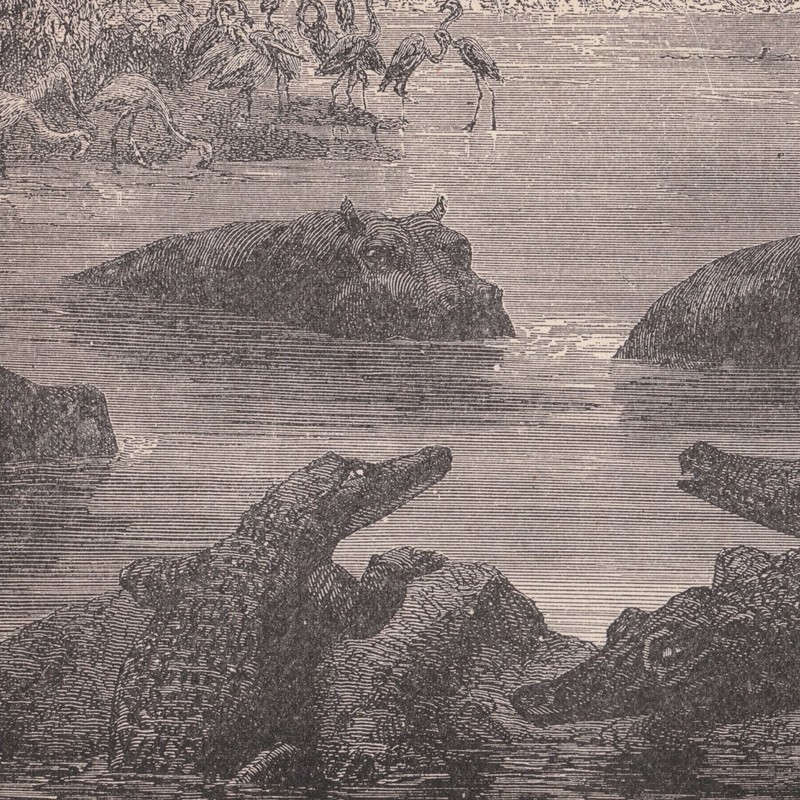 Vintage Engraving «Animal Life on the Zambesi» Book Plate Art Print