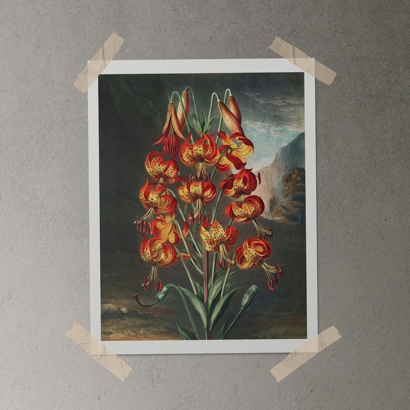 The SUPERB LILY 1807 Temple of Flora Botanical Art Print - Wall Decor gallery