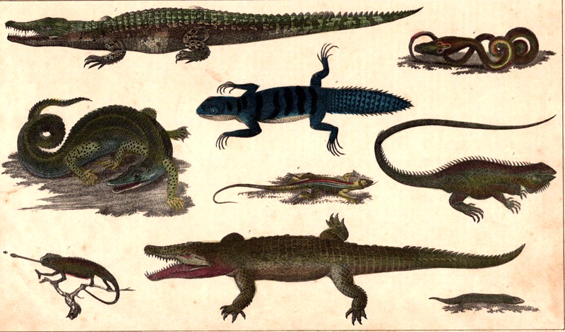 Reptiles Plate XXVII History of the Earth & Animated Nature Oliver Goldsmith