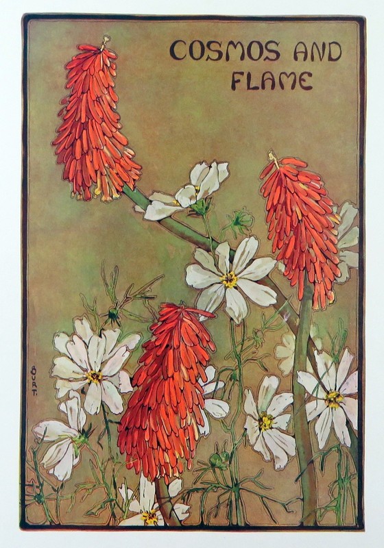 Vintage Floral Print, Cosmos And Flame, Keramic Studio 1911 botanical art 13×10