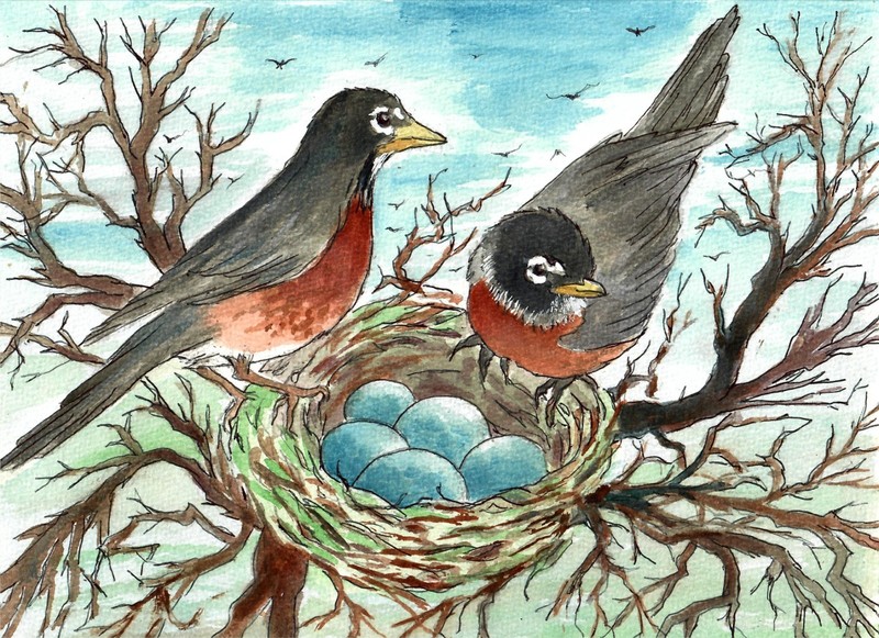 Robins And Their Blue Eggs, Nature Art (Signed Matted Watercolor Print)