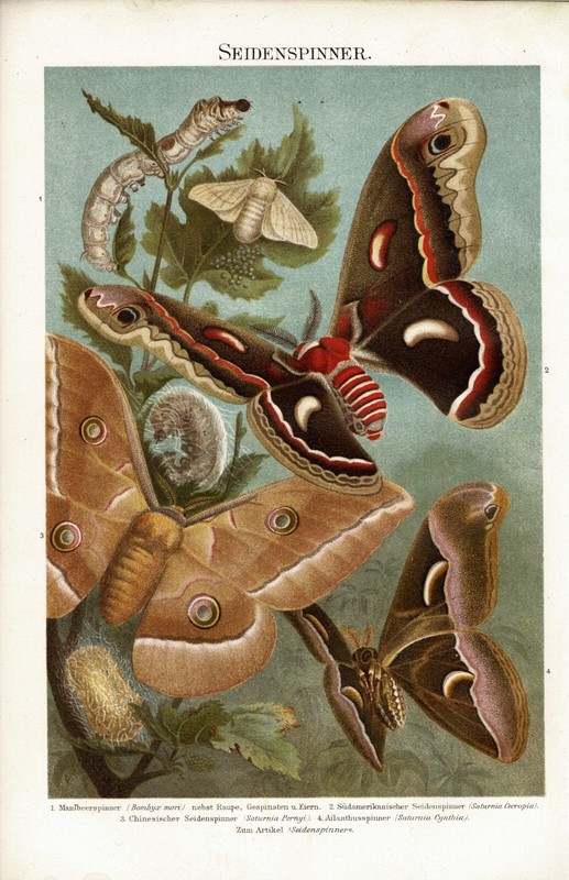 Caterpillars and Silkworms 2 antique Lithographs c. 1898 gallery