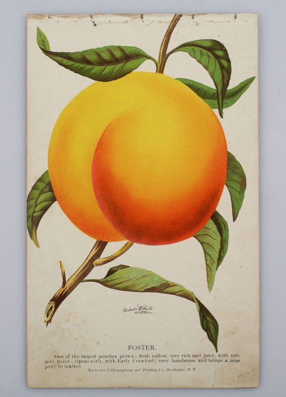 Antique 1890s Botanical Plant Lithograph Rochester NY Foster Peach