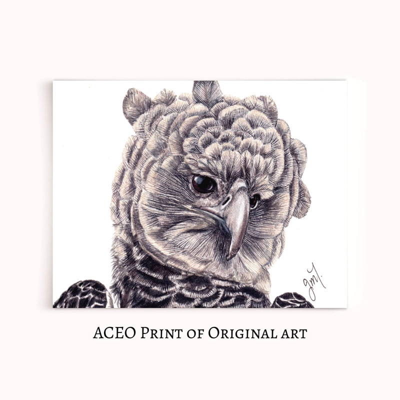 ACEO Print of Original Art, Harpy Eaglel, Bird Collectible Card Mini Art