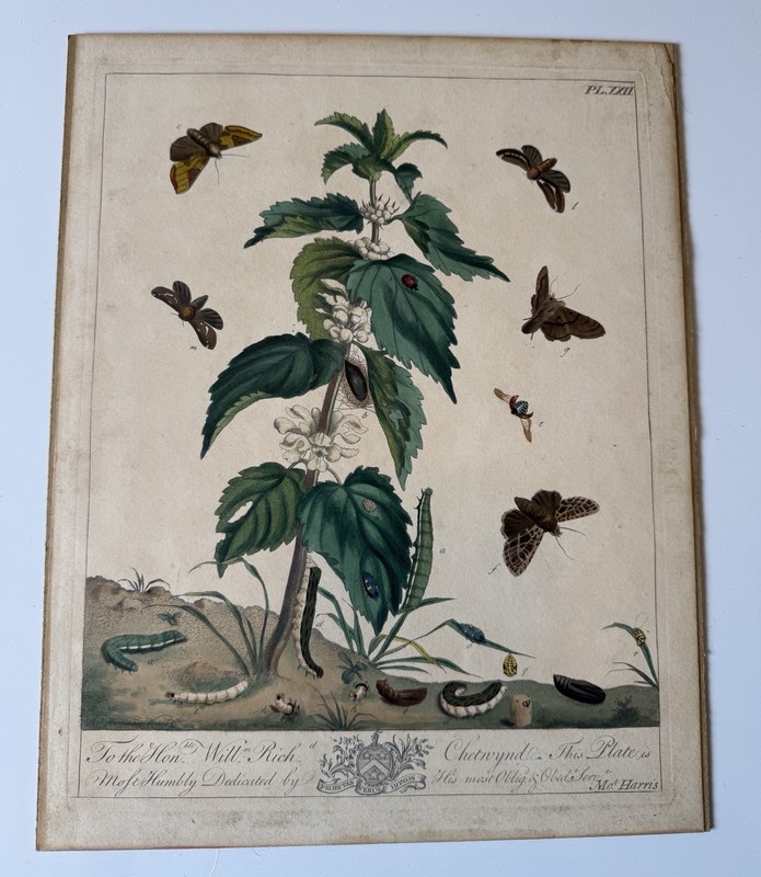 Antique MOSES HARRIS The Aurelian Plate XXII Hand Colored COPPERPLATE Engraving