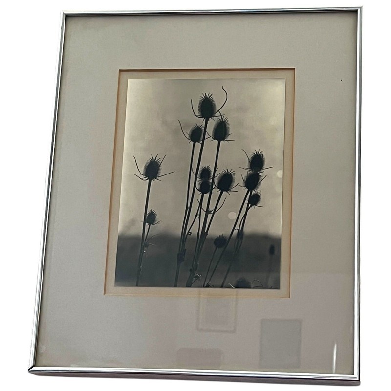 Framed Black White Teasel Flower Art Print Silver Metal Frame Double Matted