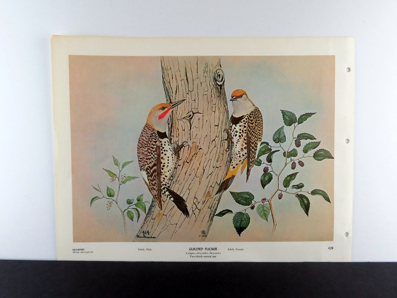 Rex Brasher Bird Print, Gilded Flicker, 16x12 in. gallery