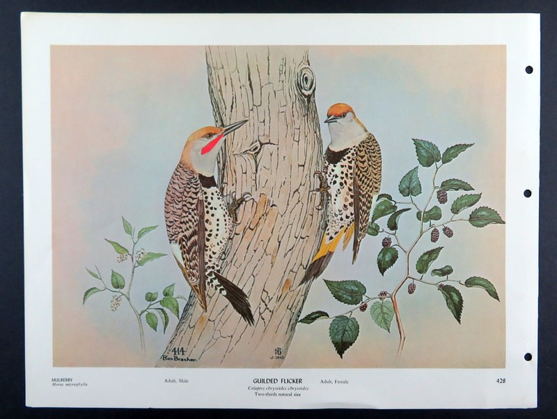 Rex Brasher Bird Print, Gilded Flicker, 16x12 in. gallery