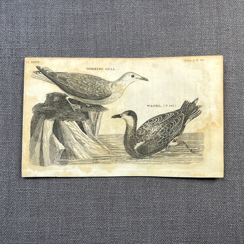 Antique Bird Engraving 1776 Zoological Illustration Plate Herring Gull Wagel gallery