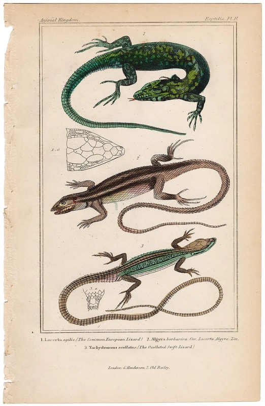 Cuvier Animal Kingdom antique engraving 1837 Reptile print 11 Sand Lizard