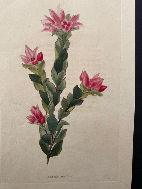 Boronia serrulata hand coloured botanical George Cooke Thomas Shotter Boys rose gallery
