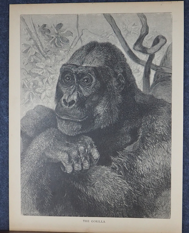 1881 Antique Animal Engraving GORILLA APE