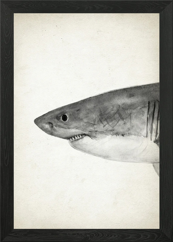 Great White Shark Part 1 Framed Wall Art Poster Canvas Print Picture