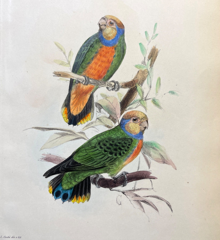 Antique Bird Print 1875 Zoological Color Plate Pygmy Parrot Species