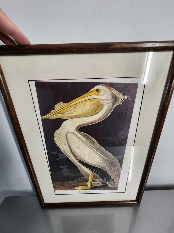 Audobon American White Pelican Framed Art Print 15" x 21" gallery