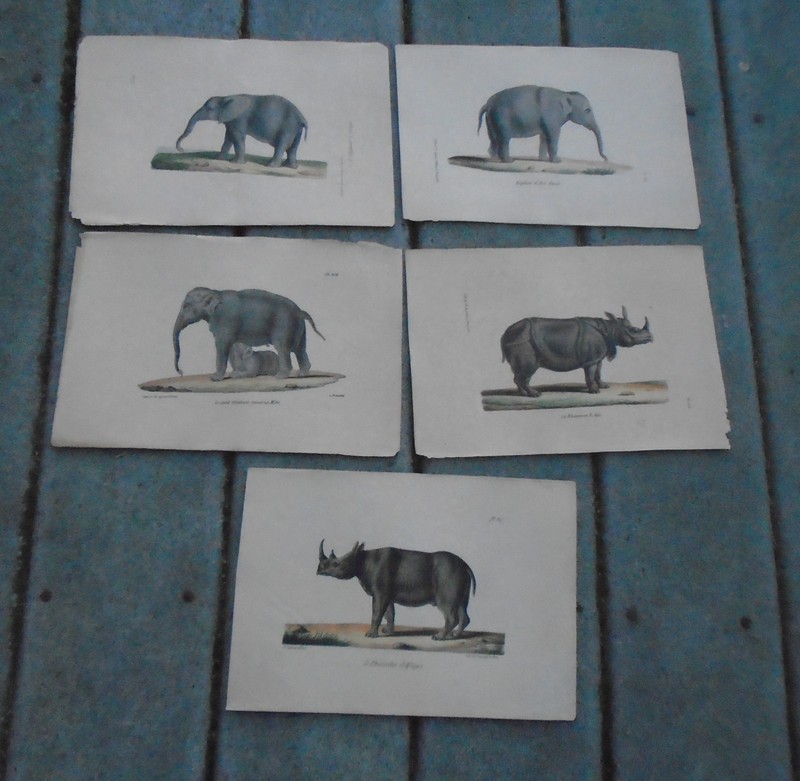 ca 1828 Buffon  Antique Lithograph 5 Elephant  & Rhino Prints approx  10 " x 7 "