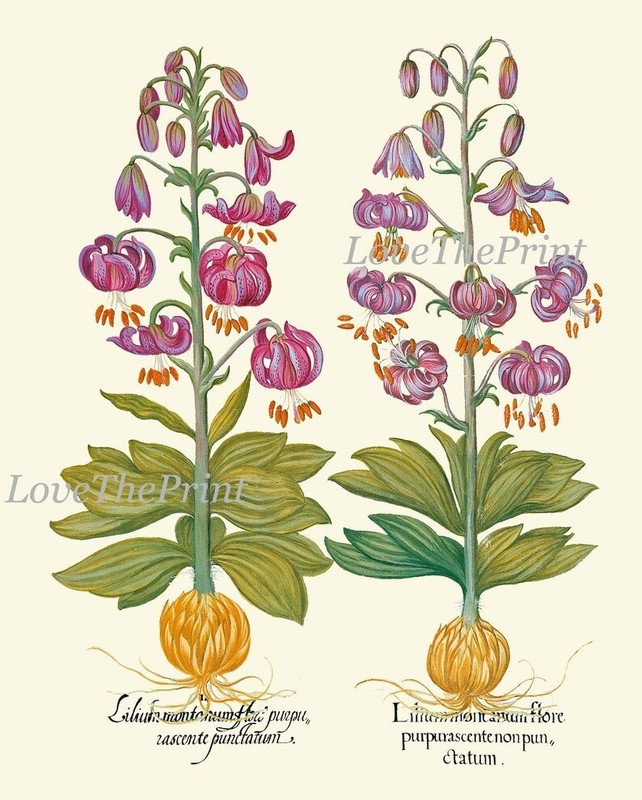 Botanical Prints Wall Art Decor Set of 4 Beautiful Antique Vintage Unframed gallery