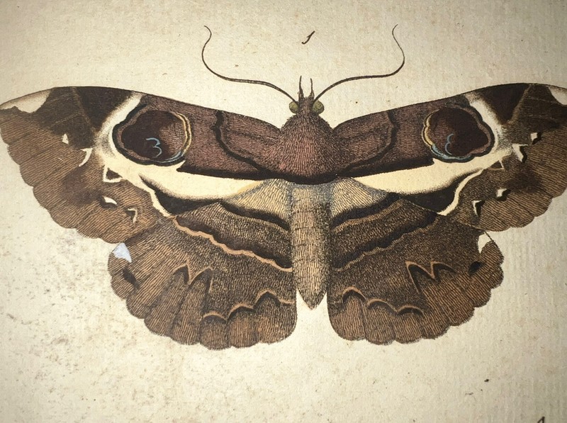 1770 Dru Drury Extremely Rare Hand Colored Tropical Insect Butterflies Moths #20