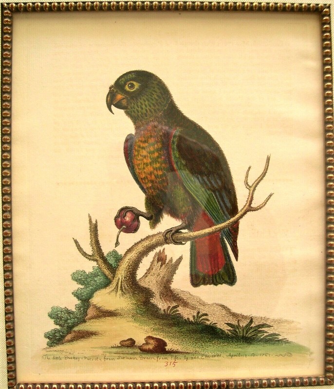 2 George Edwards Antique Parrot Prints: Bird Prints: London, 1742 & 1761 gallery