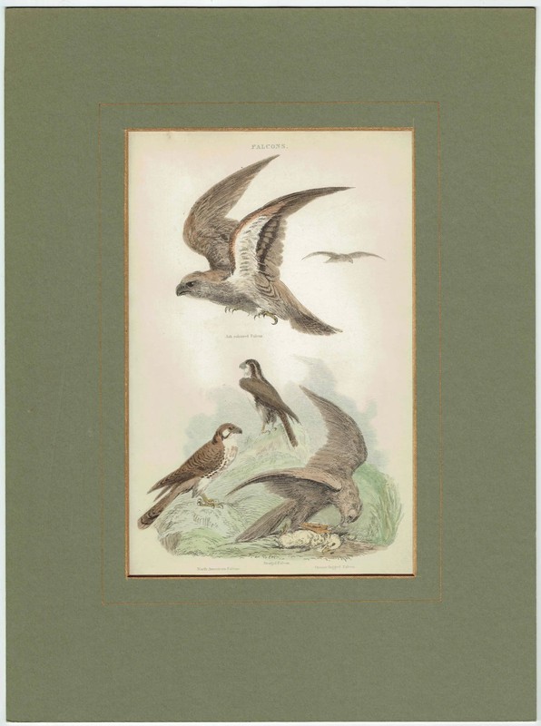1896 Falcons Birds Bird Wall Art Antique Animal Ornithology 6.5 x 9.5 Inches