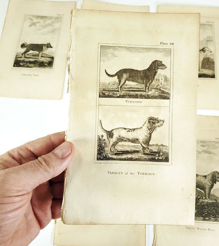 6 Antique Engravings ANDREW BELL 1726-1809 Natural History Dog Series gallery