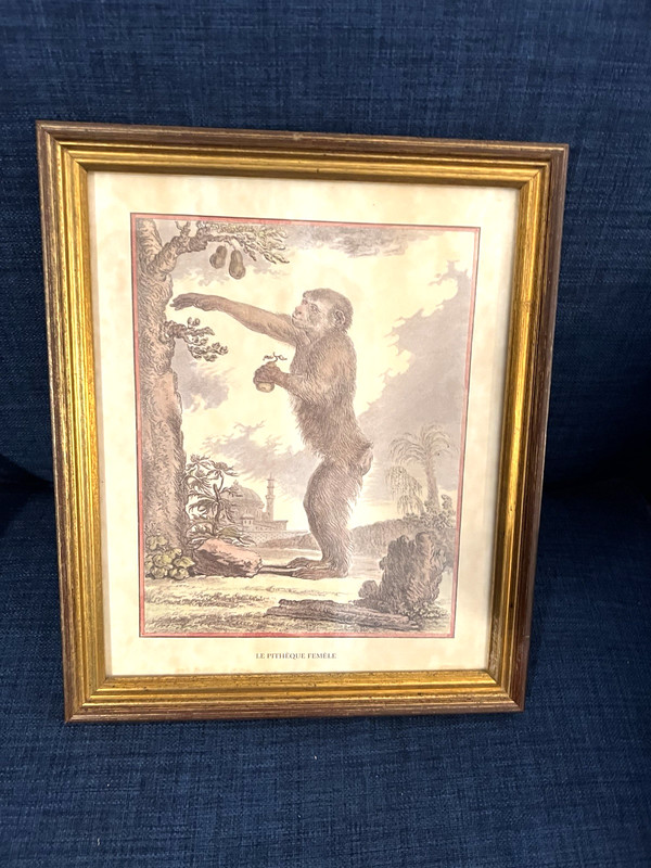 Jacques Eustache de Seve Monkey Etching Print Le Pitheque Femele Antique