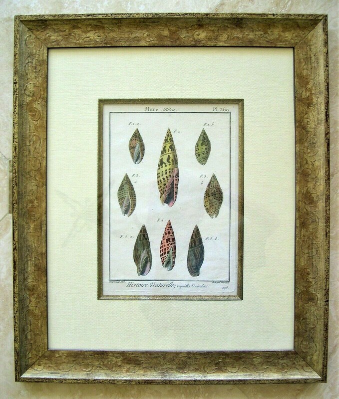 2 Antique Seashell Engraved Prints; Shells: Denis Diderot, Paris 1751-1775 gallery