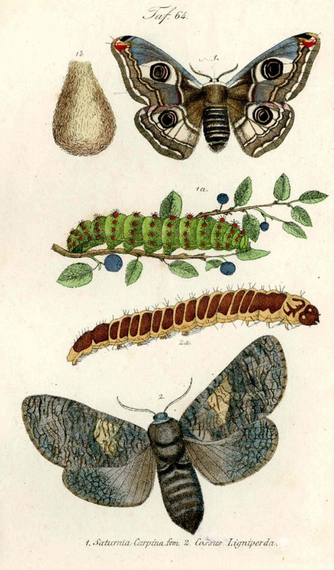 1859 Kayser Original Butterfly Antique Print Emperrr, Cosus Moth, Life Cycle gallery