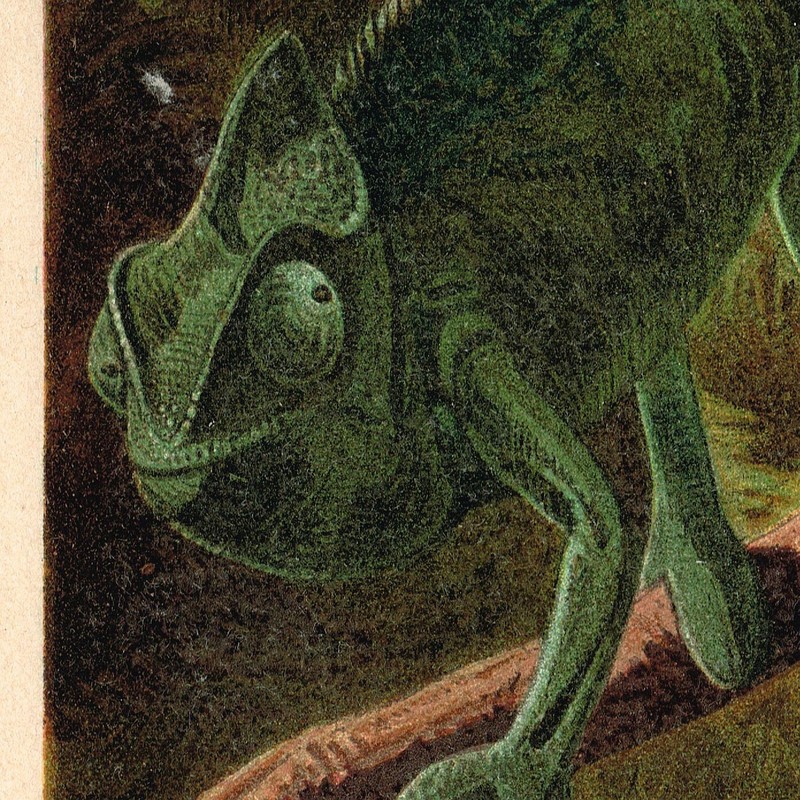 Chameleon 🦎 Print Antique Chromo Lithograph Print 1898 Lizard Geckos gallery