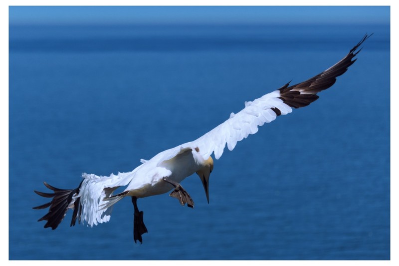 Gannet (sea bird) North Yorkshire coast, UK – 30″ x 20″ – CANVAS – WILDLIFE..