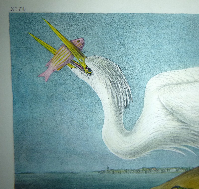 Audubon Octavo GREAT WHITE HERON Birds of America original hand colored litho gallery
