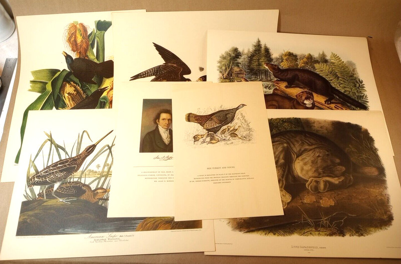 Lot Of 7 Vintage John J. Audubon Print - 5 Prints 15"x11 1/4" - 2- 11 1/4" x 8"