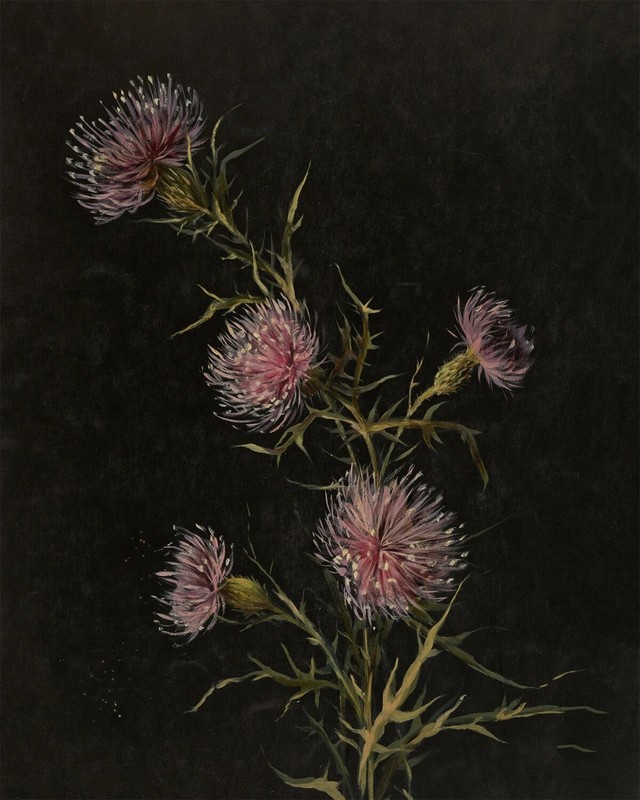 Vintage art Study of Thistles Illustration antique painting print gallery