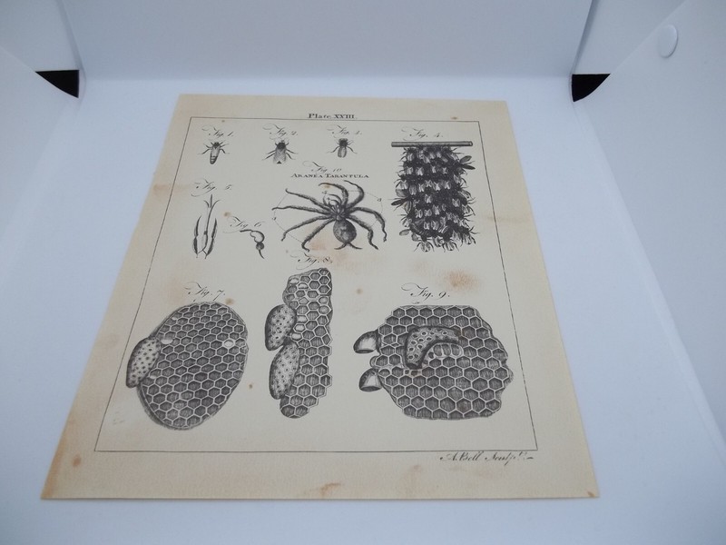 Antique Engraving Print Tarantula Hornet 18th -19th Century Andrew Bell Original