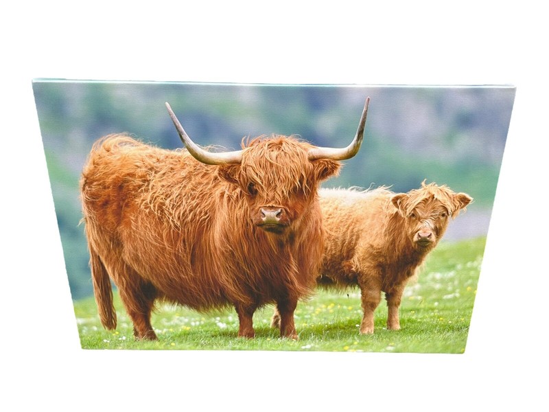 Highland Cow And Calf Picture Canvas Wall Art Print Big Box LARGE 20" x 30" VGC gallery