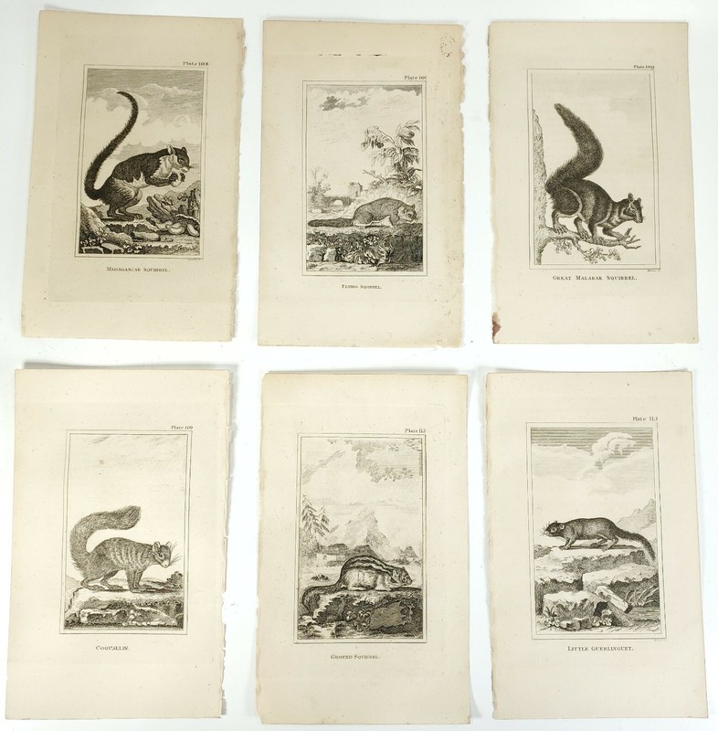 6 Antique Engravings ANDREW BELL 1726-1809 Natural History Squirrel Series