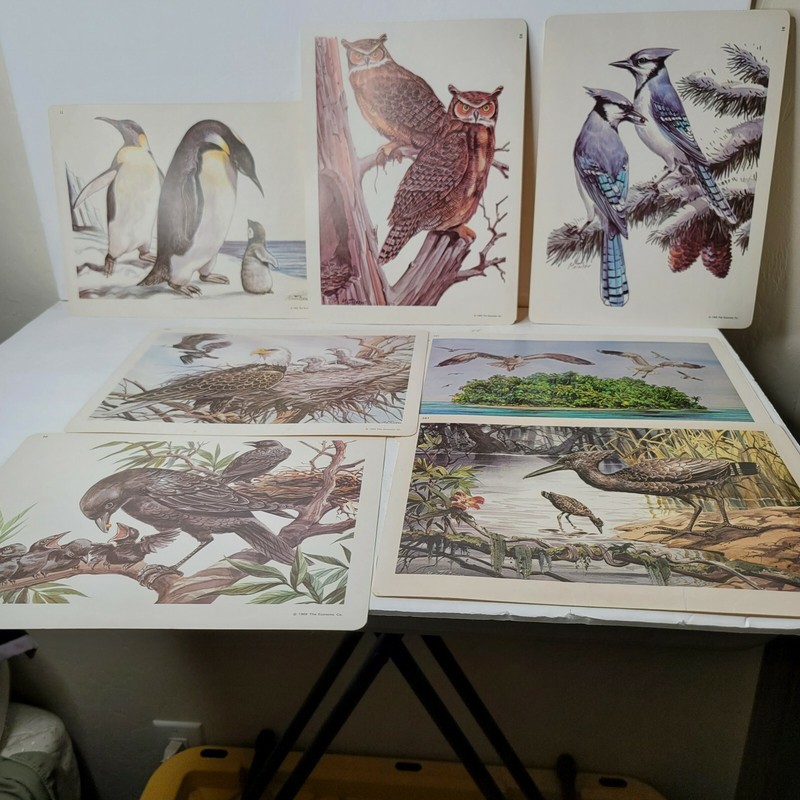 7 Vintage Prints Birds Full Color 1968 The Economy Co Appx 12 x 9