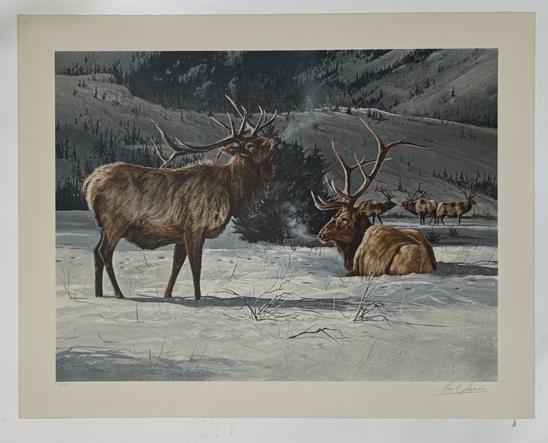Bull Elk Litho "Elk" Signed Gary R Swanson 1975 Un-framed Print 22” X 28”