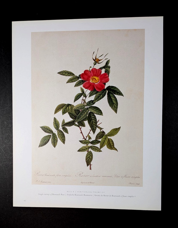 P J Redouté Variety of Boursault Rose Botanical Flower Art Book Plate 182 gallery
