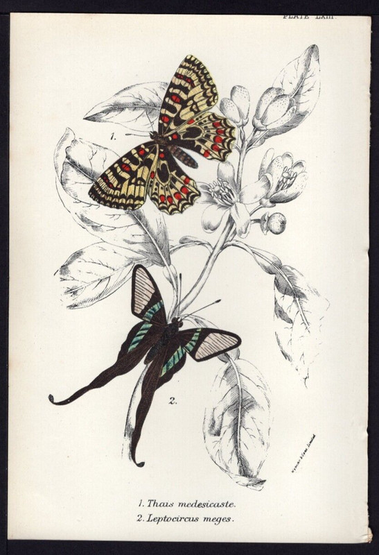 1896 Kirby Antique Color Print The Spanish Festoon & Green Dragon Tail