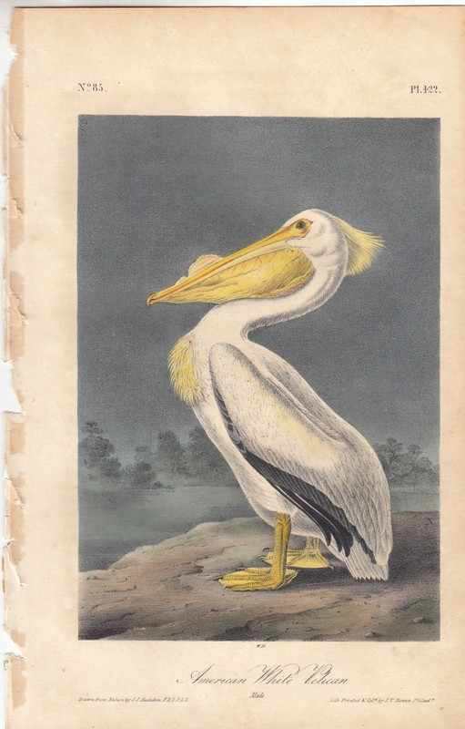 1st Ed. Audubon Birds Of America Print 1840: AMERICAN WHITE PELICAN (Male). 422