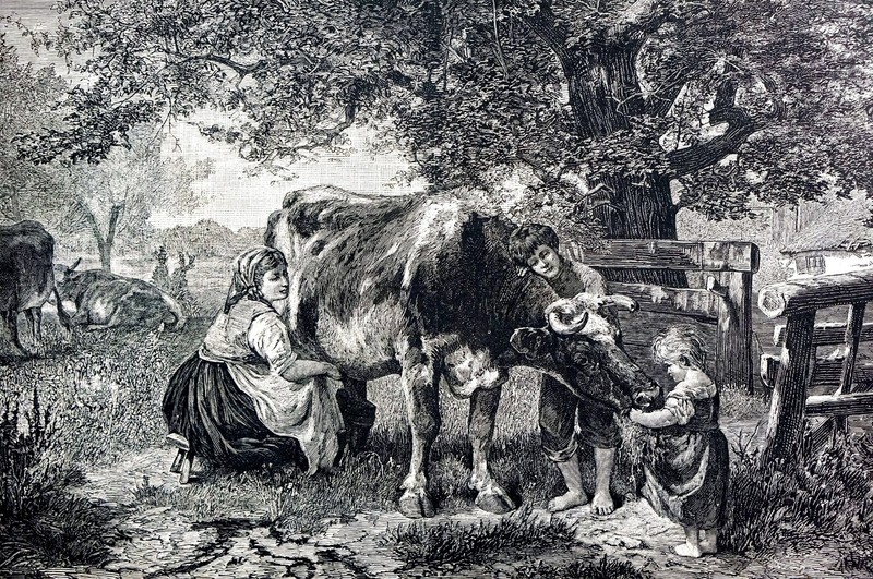 Milking the Cow 1879 FARMERS FARM FAMILY ANIMALS CHILDREN Matted SPERLING Print