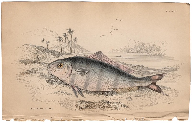 Jardine 1885 antique fish print hand colored engraving 2 Indian Pilot Fish