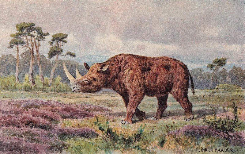 1902 WOOLY RHINOCEROS Print - Extinct Animal - Paleoart - 10.5 x 7.5 Inches gallery
